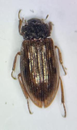 Helophorus sp.